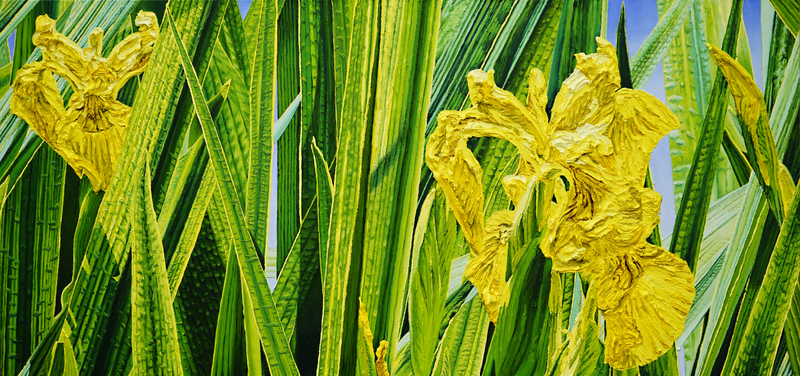 Katharina Gierlach - Sumpfschwertlilien Iris pseudacorus, 2023, Öl auf Leinwand