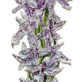 Katharina Gierlach - Geflecktes Knabenkraut (Dactylorhiza maculata)
