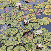 Katharina Gierlach - Nymphaea alba IV, 2024, Oil on canvas