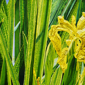 Katharina Gierlach - Sumpfschwertlilien Iris pseudacorus, 2023, Öl auf Leinwand